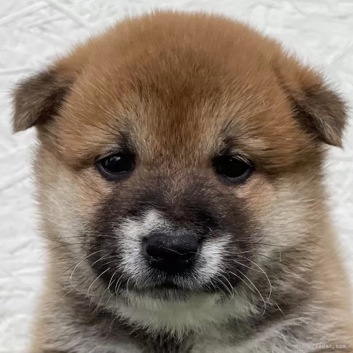 ID:2505-00436の子犬
