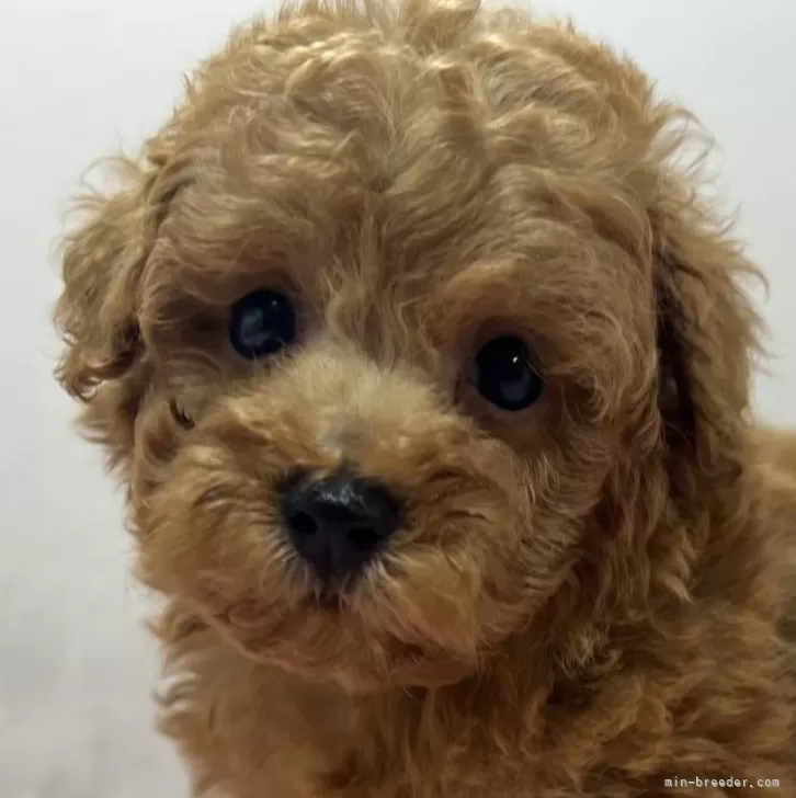 ID：2508-01304の子犬
