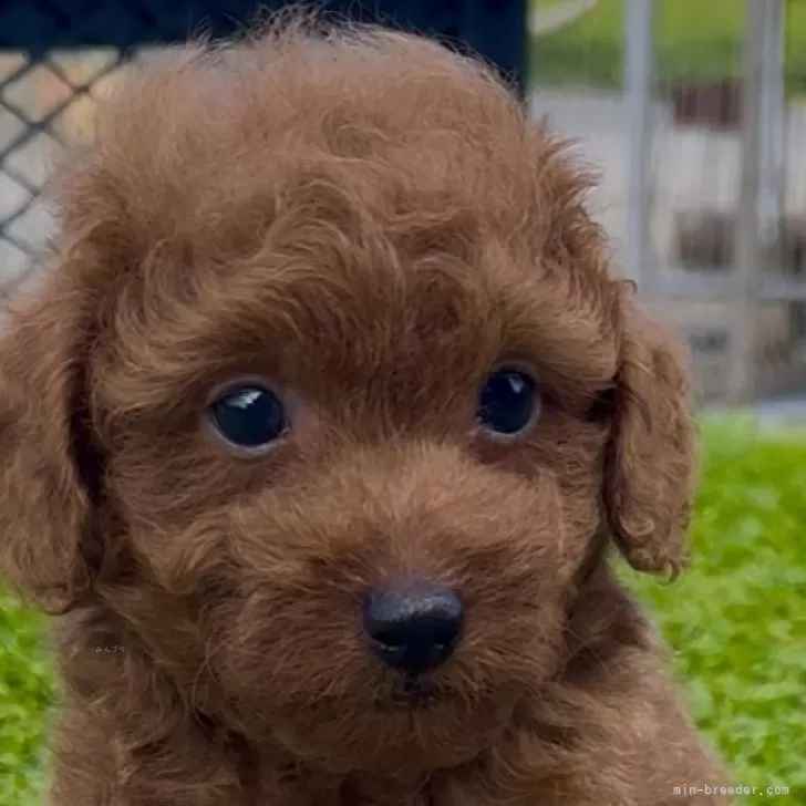 ID：2508-04238の子犬