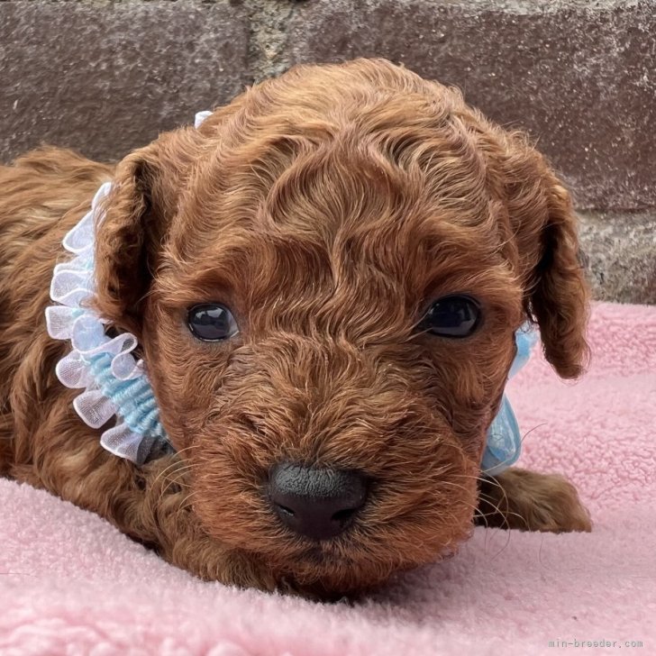 ブリーダー画像