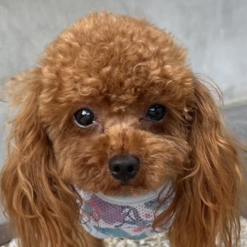 トイプードル(ティーカップ)【茨城県・女の子・2024年7月3日・レッド】の写真「とても小さく、甘えん坊の女の子です🥰」