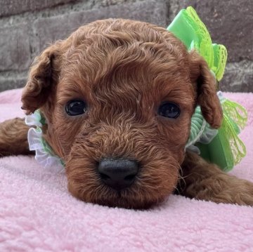 タイニープードル【茨城県・男の子・2025年10月8日・レッド】の写真「胸にちょろっと白い毛があるのがチャームポイントです」