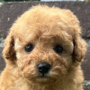 タイニープードル【茨城県・男の子・2025年8月28日・アプリコット】の写真「とても可愛らしい男の子です❣️」