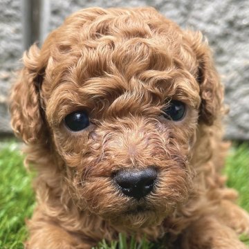 トイプードル(タイニー)【茨城県・男の子・2025年4月20日・アプリコット】の写真「元気いっぱいです🥰」