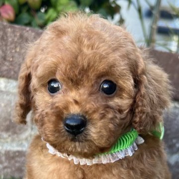 タイニープードル【茨城県・男の子・2025年10月8日・レッド】の写真「胸にちょろっと白い毛があるのがチャームポイントです」