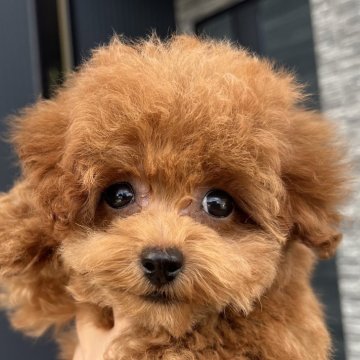 トイプードル(タイニー)【茨城県・女の子・2025年4月15日・アプリコット】の写真「抱っこ大好き甘えん坊な女の子です💓」