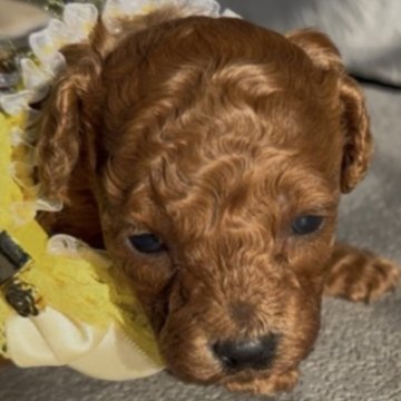 タイニープードル【茨城県・女の子・2025年10月9日・レッド】の写真「おっとりした女の子です🥰」