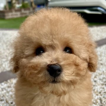 トイプードル(タイニー)【茨城県・女の子・2025年8月28日・アプリコット】の写真「おっとりした女の子です🥰」