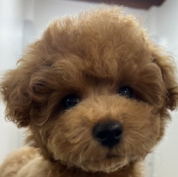 トイプードル(タイニー)【茨城県・女の子・2024年9月16日・レッド】の写真「甘えん坊で元気いっぱい🥰」