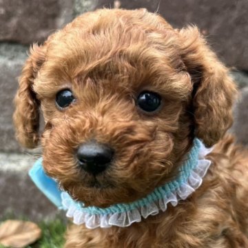 トイプードル(タイニー)【茨城県・男の子・2025年10月8日・レッド】の写真「綺麗なレッドです💕」