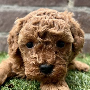 トイプードル(トイ)【茨城県・男の子・2025年10月12日・レッド】の写真「とても甘えん坊です🥰」