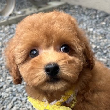 トイプードル(トイ)【茨城県・女の子・2025年4月14日・レッド】の写真「綺麗なレッドです♪」