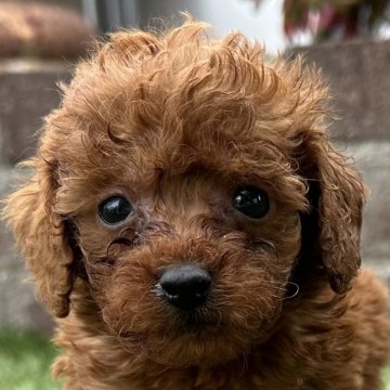 トイプードル(ティーカップ)【茨城県・男の子・2025年1月11日・レッド】の写真「おっとりした男の子です🥰」