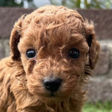 トイプードル(タイニー)【茨城県・男の子・2025年10月9日・レッド】の写真「おっとりとしていて小柄な可愛い子です♥️」