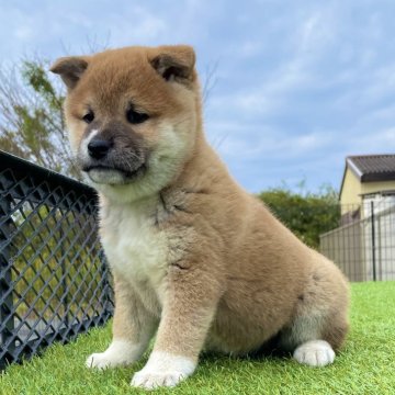 柴犬(標準サイズ)【茨城県・女の子・2024年9月15日・赤】の写真「人懐っこいかわいい女の子です❗️」