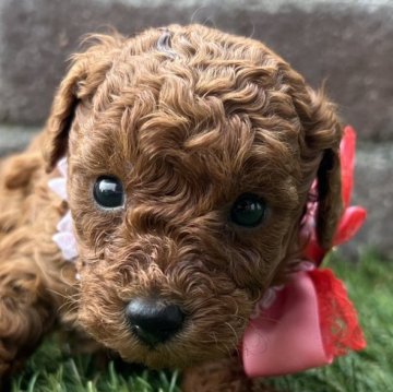 トイプードル(トイ)【茨城県・女の子・2025年10月9日・レッド】の写真「とても元気な女の子です😊」