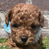 タイニープードル