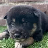 柴犬(標準サイズ)