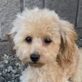 ティーカッププードル