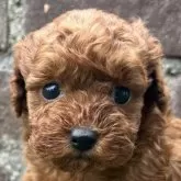 タイニープードル【茨城県・女の子・2025年10月8日・レッド】の写真1