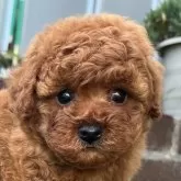 トイプードル(トイ)