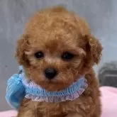 タイニープードル