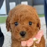 タイニープードル