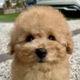 タイニープードル