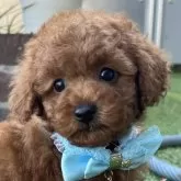 タイニープードル