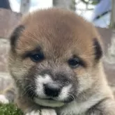 柴犬(標準サイズ)
