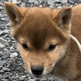 柴犬(標準サイズ)