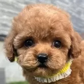 タイニープードル