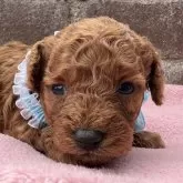 タイニープードル【茨城県・男の子・2025年10月8日・レッド】の写真1