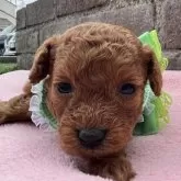 タイニープードル【茨城県・男の子・2025年10月8日・レッド】の写真2