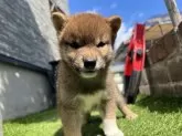 柴犬(標準サイズ)【茨城県・男の子・2025年8月2日・赤】の写真2