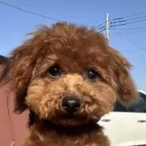 ティーカッププードル【茨城県・女の子・2024年8月27日・レッド】の写真8