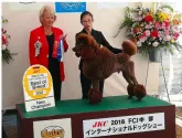 スタンダードプードル【東京都・男の子・2020年2月8日・ブラウン、チョコレートブラウン】の写真5「パパ」