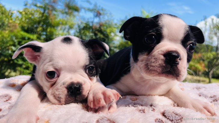 竹内砂弥香ブリーダーのブログ：日向ぼっこ