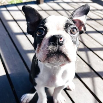 ボストンテリア【長野県・男の子・2025年8月13日・ボストンカラー】の写真「🐾 表情豊かで元気いっぱい！」