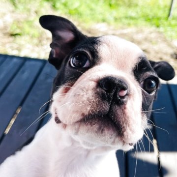 ボストンテリア【長野県・男の子・2025年8月13日・ボストンカラー】の写真「🐾 表情豊かで元気いっぱい！」