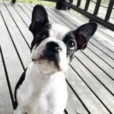 ボストンテリア