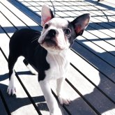 ボストンテリア