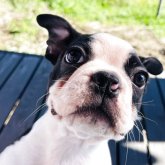 ボストンテリア