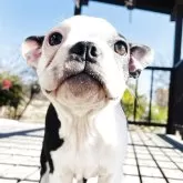 ボストンテリア