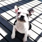 ボストンテリア