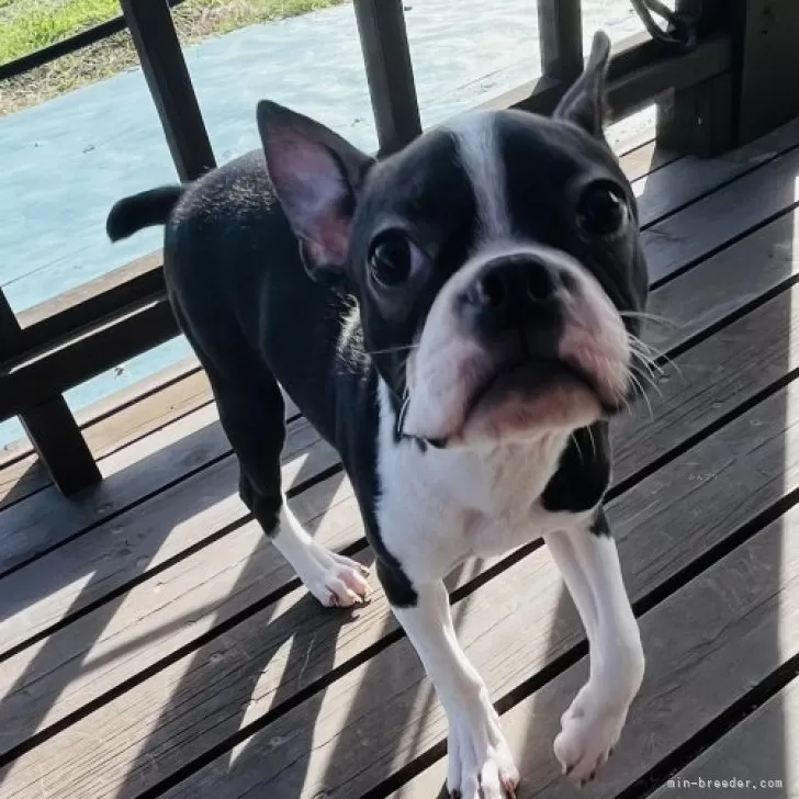 ID:2407-04989の子犬