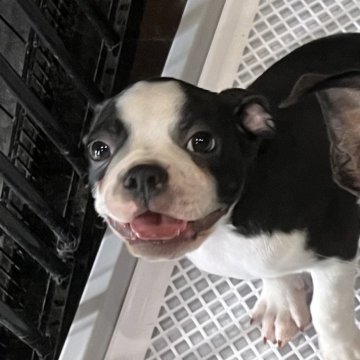 ボストンテリア【長野県・男の子・2024年7月5日・ボストンカラー】の写真「健康診断異常なし😊遊ぶの大好き✨」