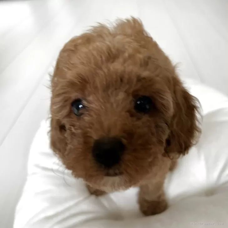 ID：2506-03988の子犬