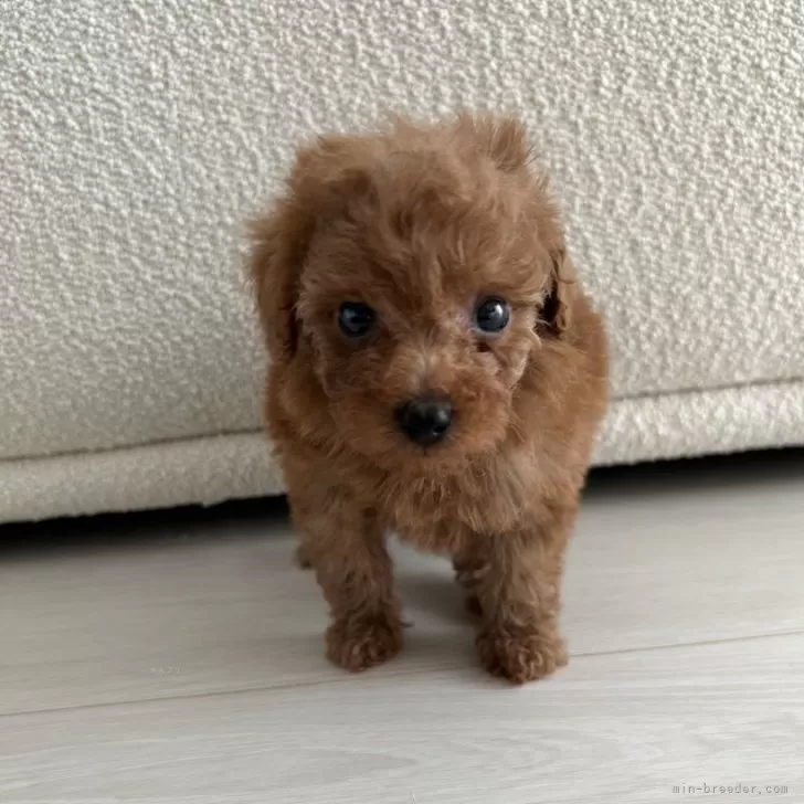 ID:2411-07805の子犬