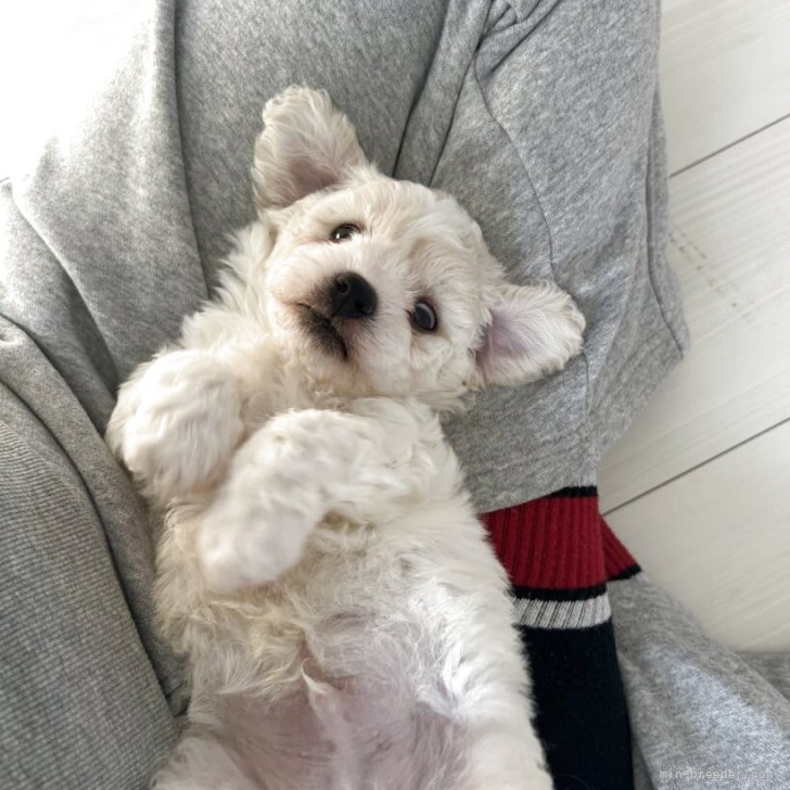 ブリーダー画像